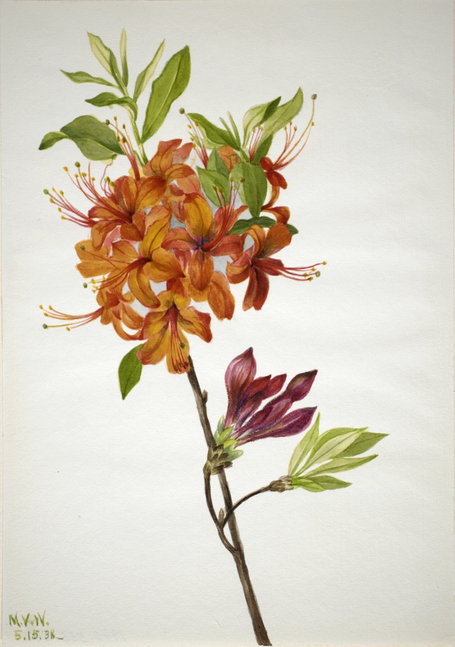 Flame Azalea Rhododendron speciosum, 1938 od Mary Vaux Walcott