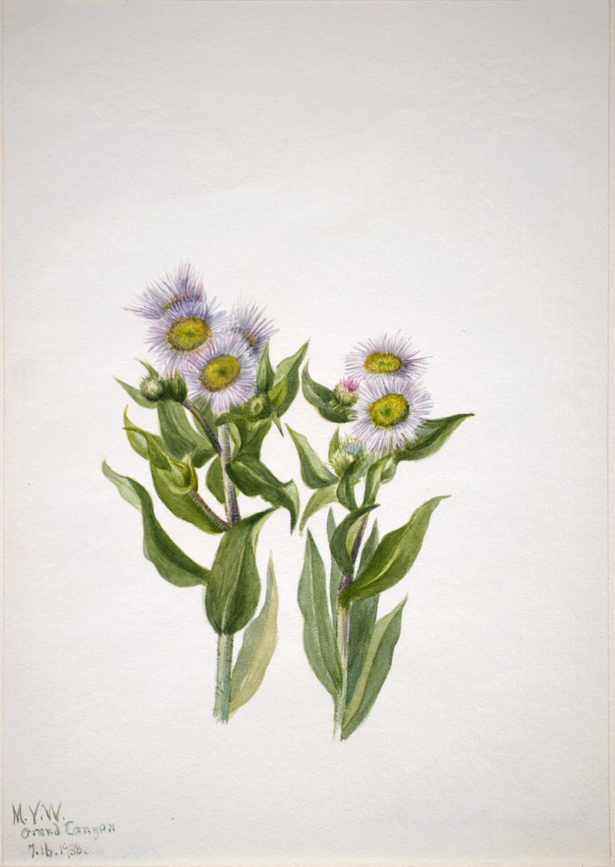 Pcháč zelený (Erigeron macranthus) od Mary Vaux Walcott