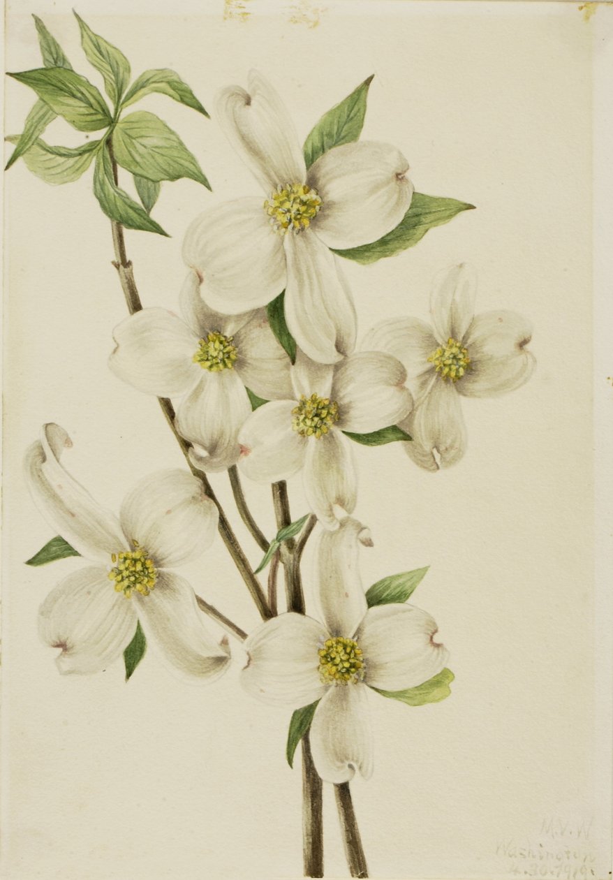 Kvetoucí dřín (Cornus florida) od Mary Vaux Walcott
