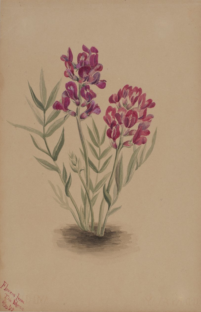 Květiny z Mesa od Mary Vaux Walcott
