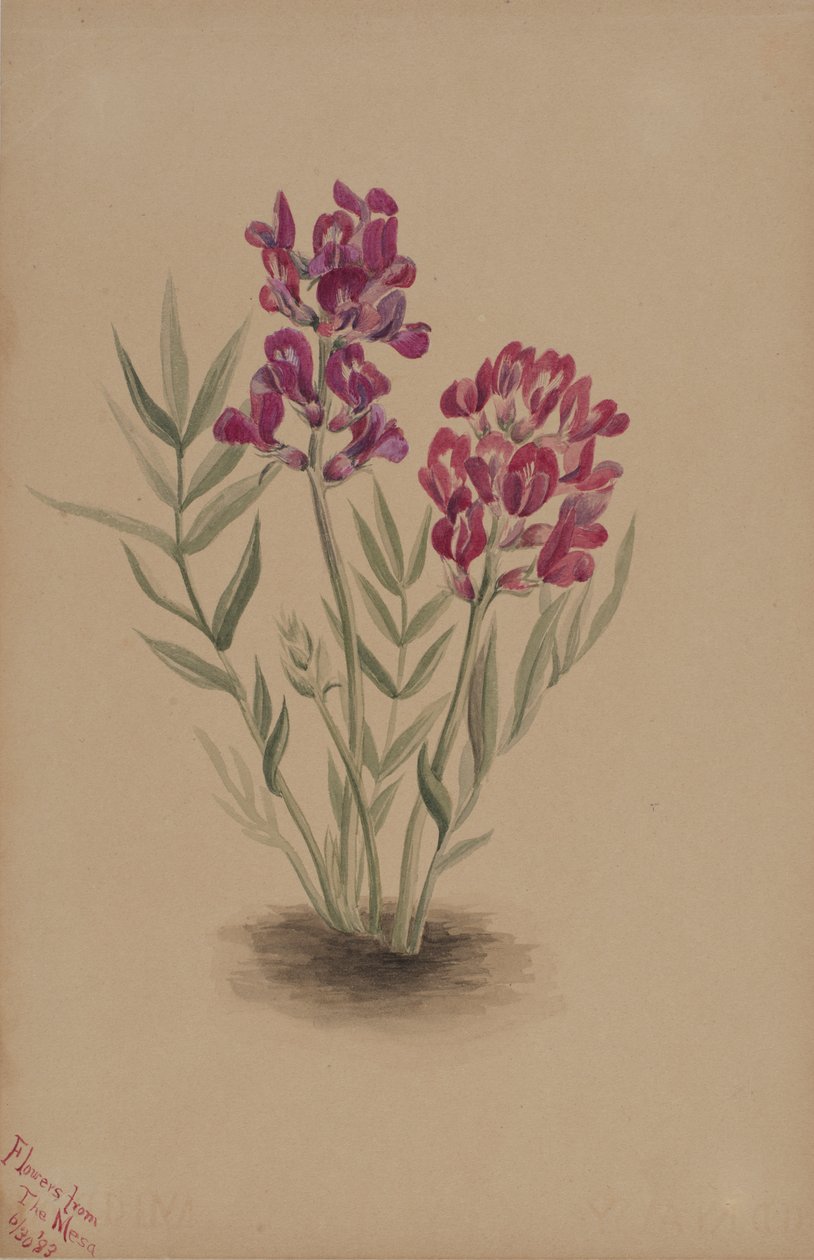 Květiny z Mesa, 1883. od Mary Vaux Walcott