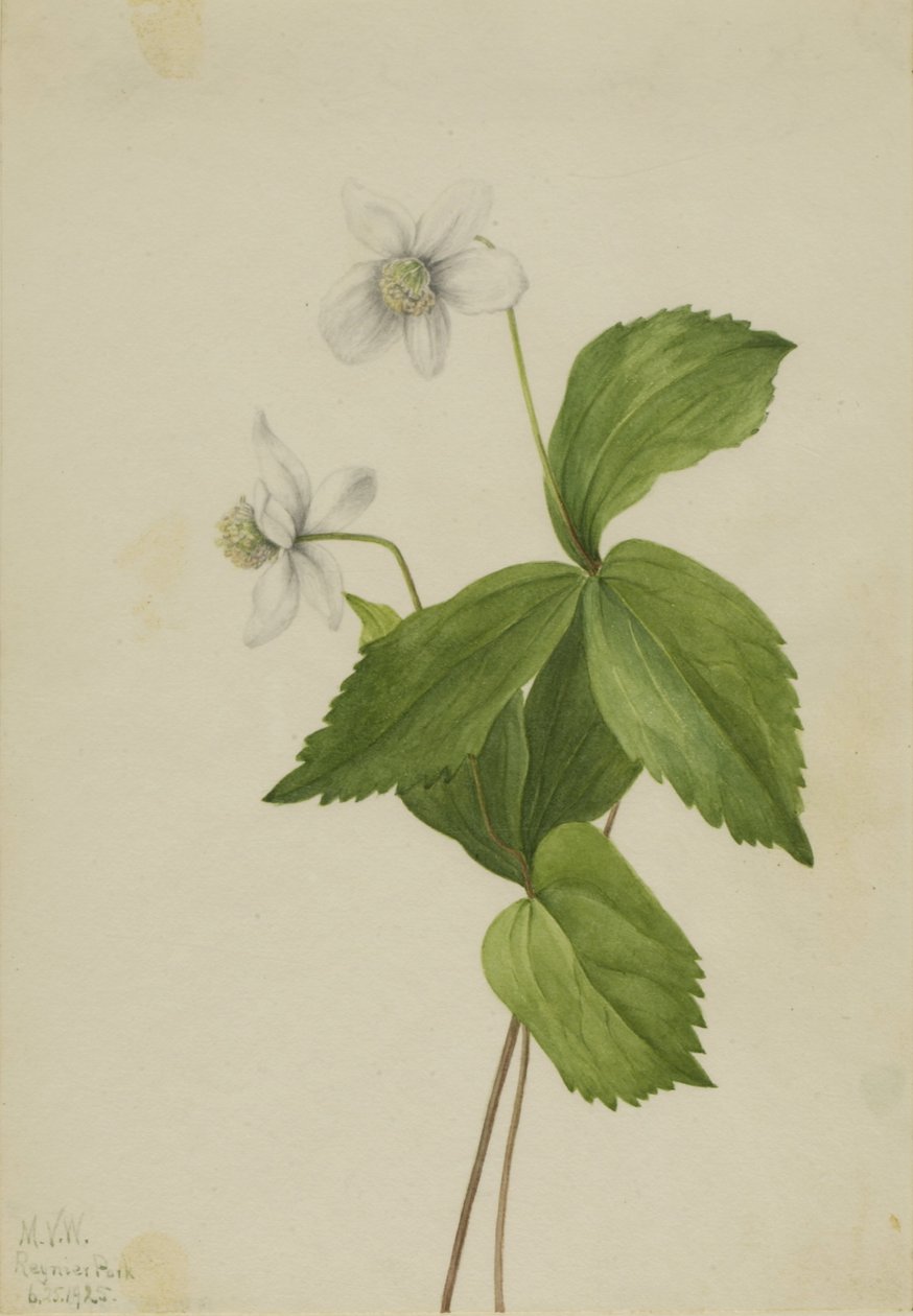 Sasanka lesní (Anemone deltoidea) od Mary Vaux Walcott