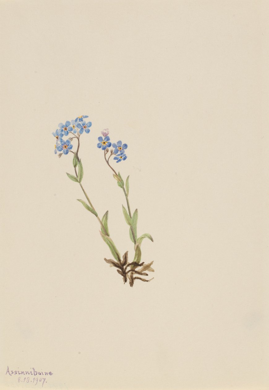 Zapomenutka alpská (Myosotis alpestris) od Mary Vaux Walcott