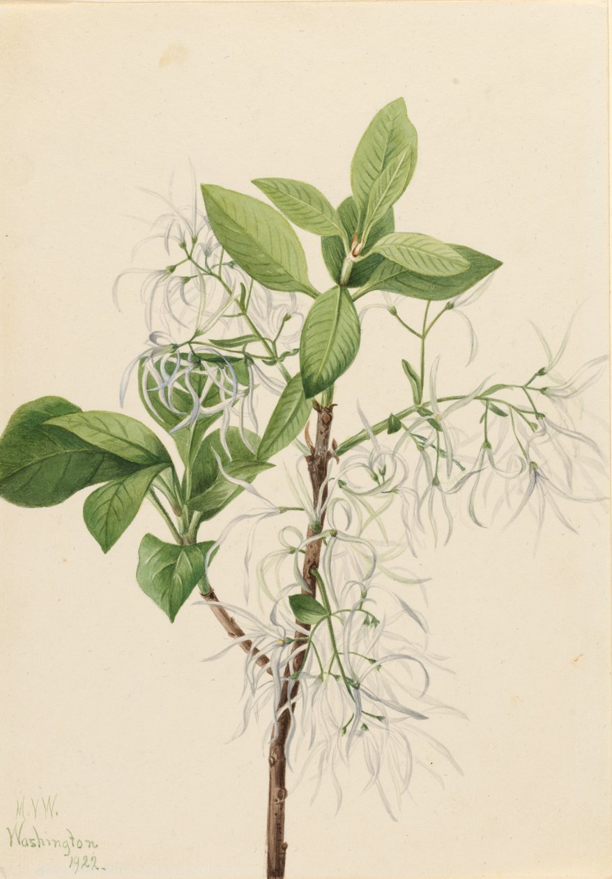 Třáseň Chionanthus virginica, 1922. od Mary Vaux Walcott