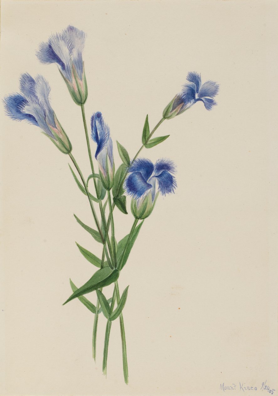 Hořec brvitý (Gentiana crinita) od Mary Vaux Walcott