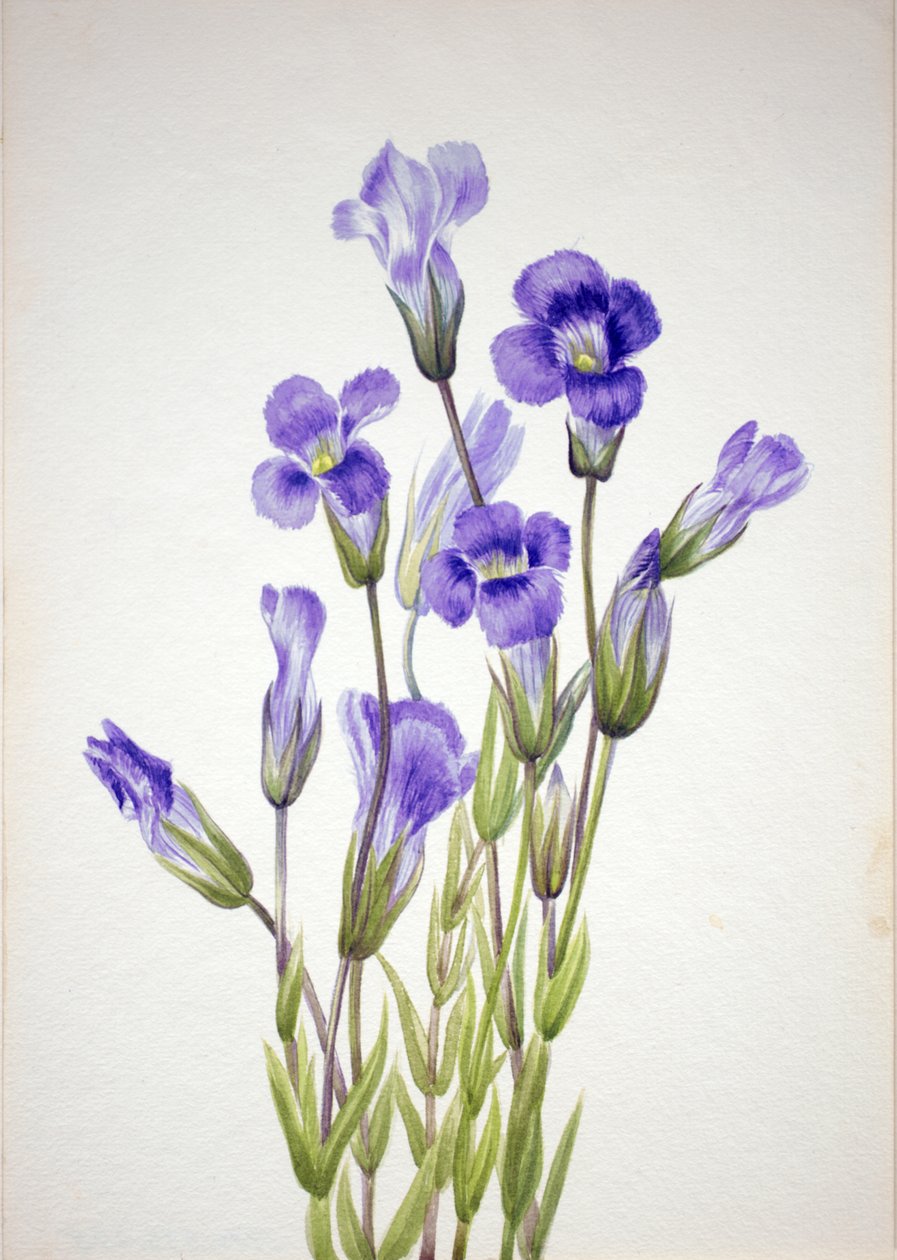 Hořec třásnitý Gentiana elegana, 1933. od Mary Vaux Walcott