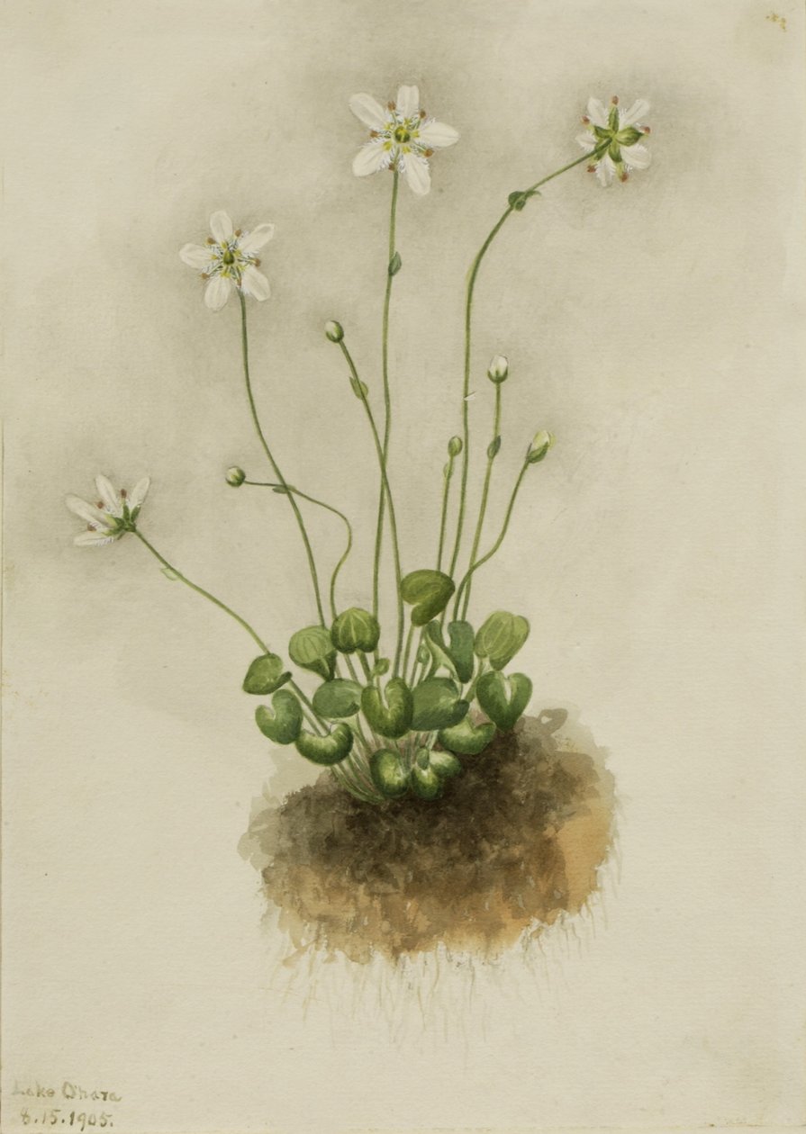 Parnasie třásnitá (Parnassia fimbriata) od Mary Vaux Walcott