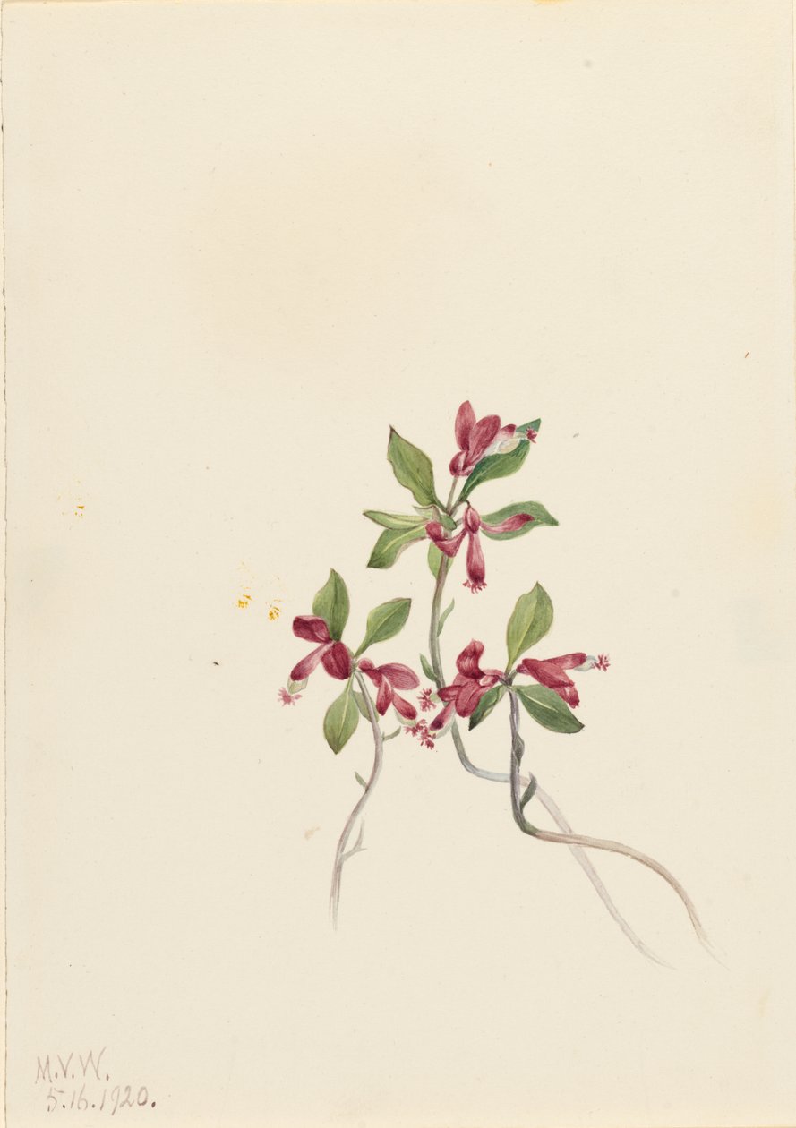 Polygala třásnitá (Polygala paucifolia) od Mary Vaux Walcott
