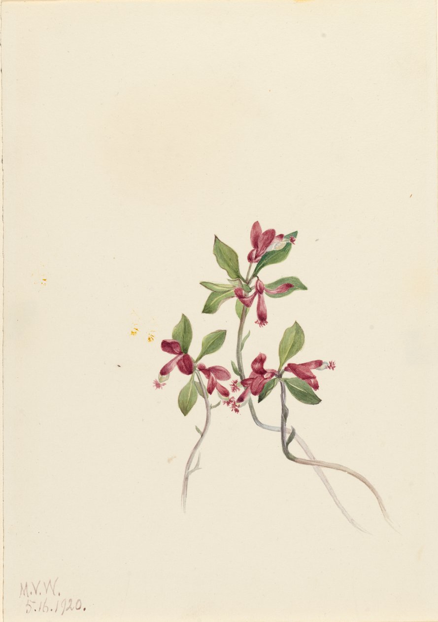 Fringed Polygala Polygala paucifolia, 1920. od Mary Vaux Walcott