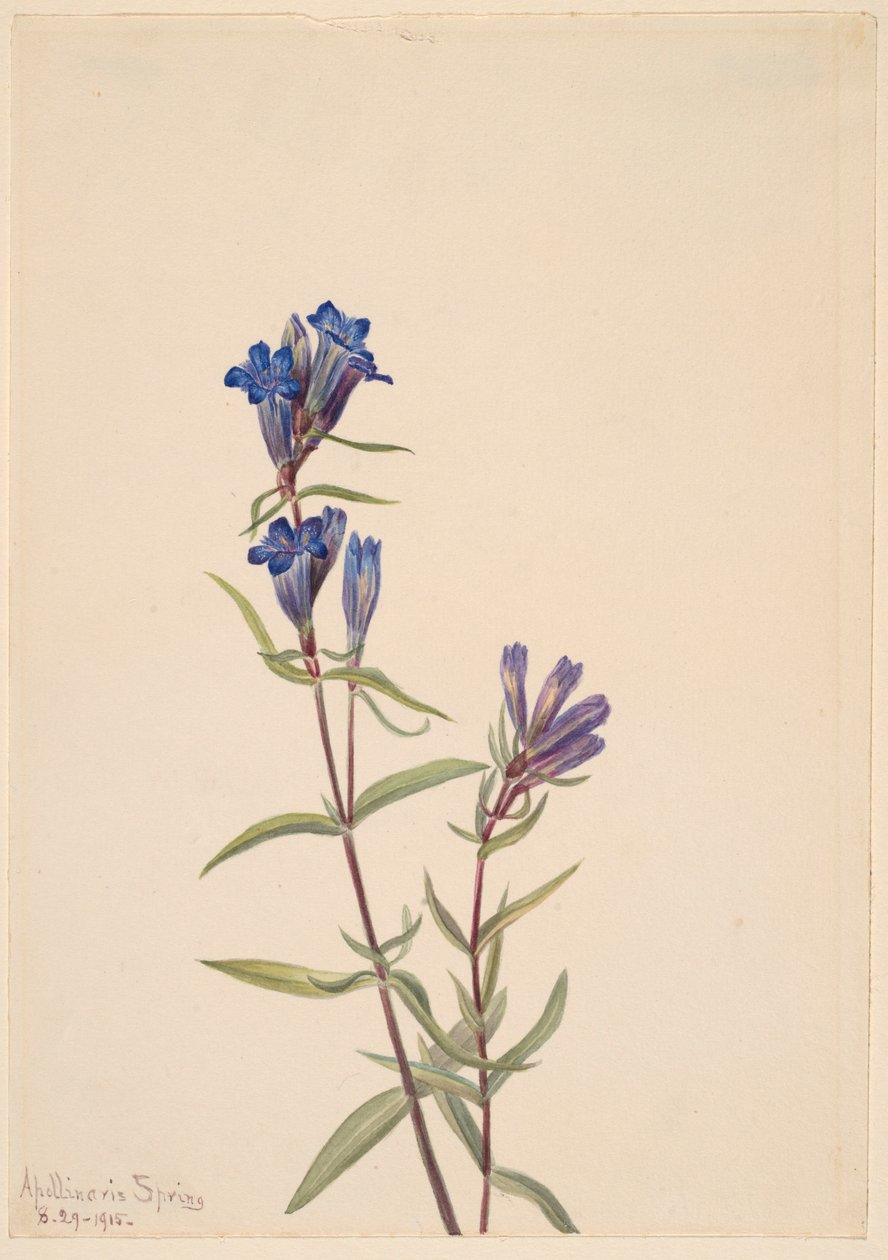 Hořec příbuzný (Gentiana affinis) od Mary Vaux Walcott