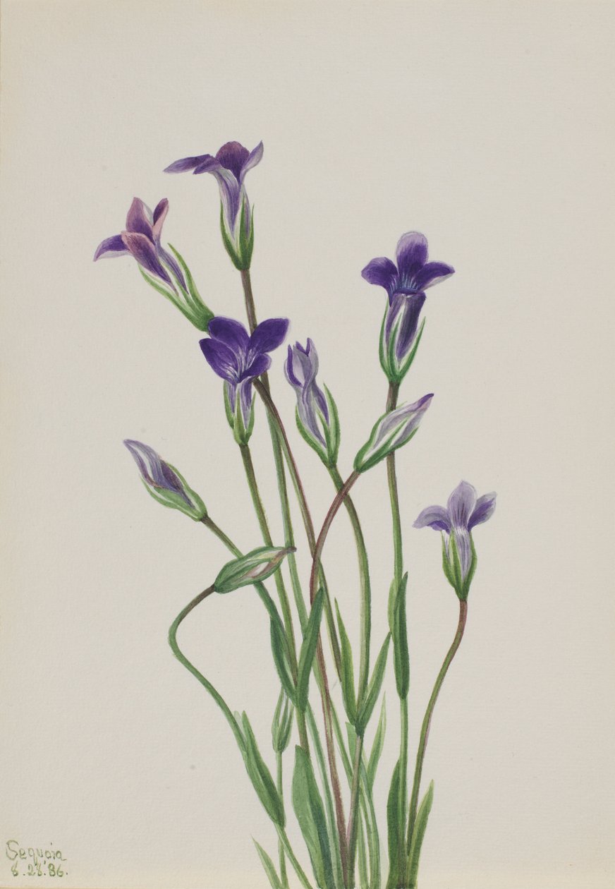 Hořec (Gentiana holopetala) od Mary Vaux Walcott