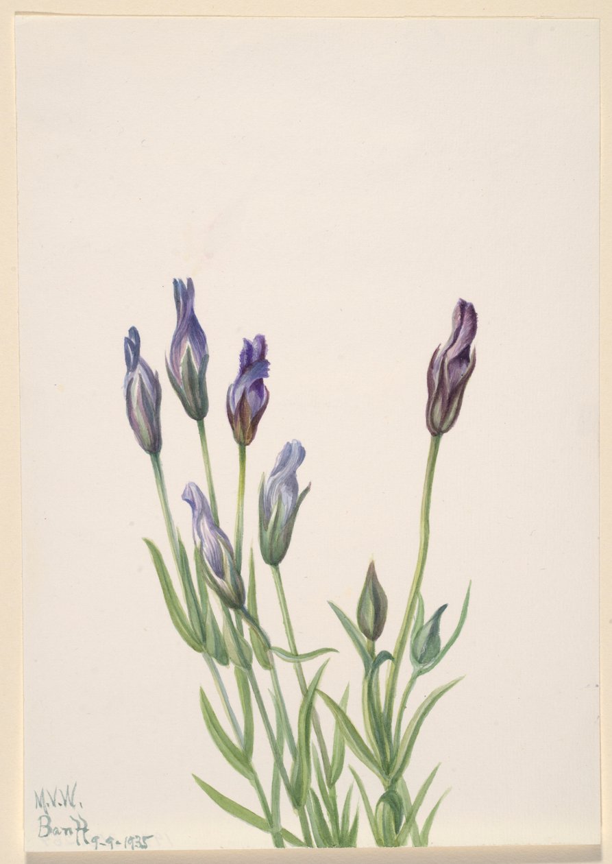 Hořec makový (Gentiana macounii) od Mary Vaux Walcott