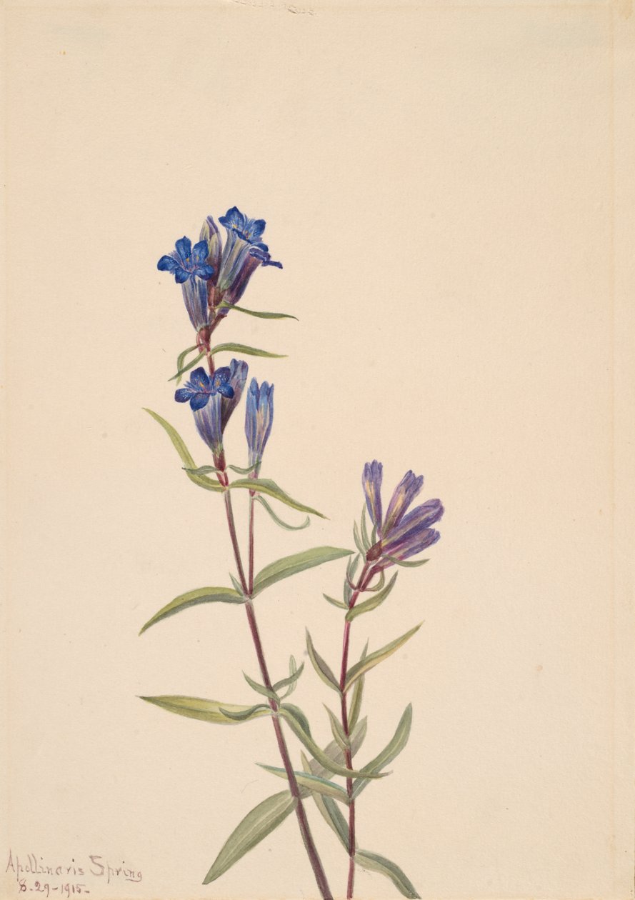 Hořec Gentiana affinis, 1915. od Mary Vaux Walcott