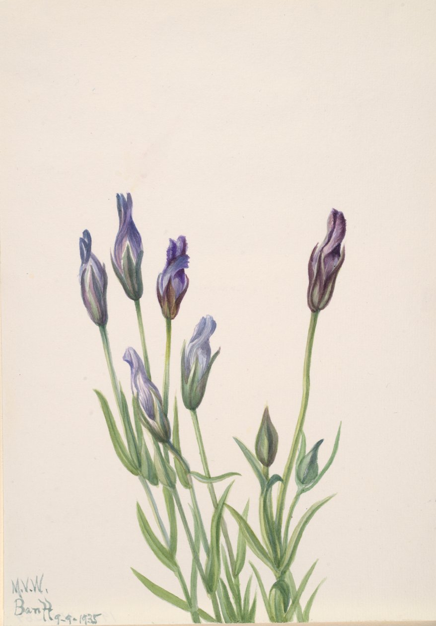 Hořec Gentiana macounii, 1935. od Mary Vaux Walcott