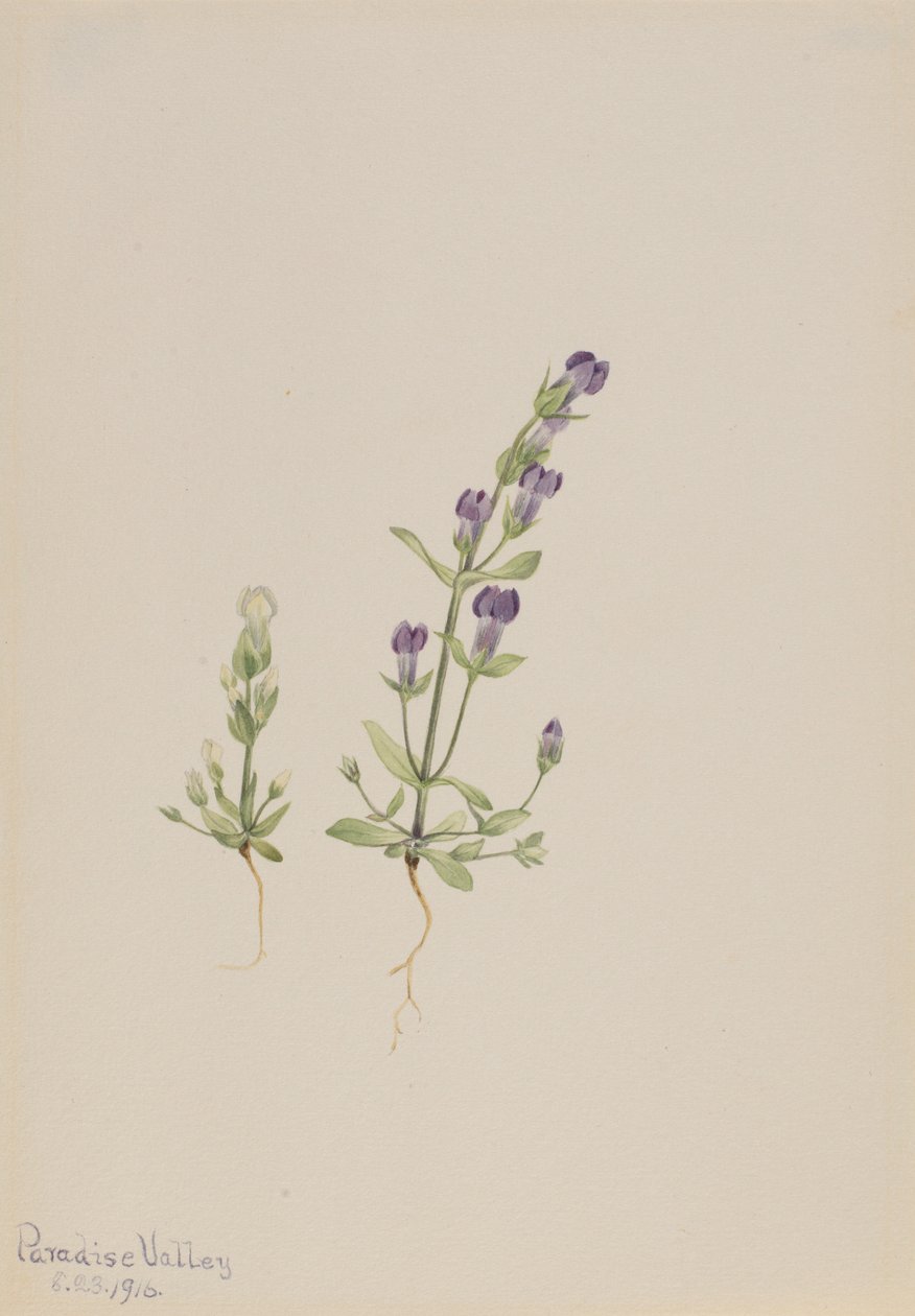 Gentiana propingua od Mary Vaux Walcott