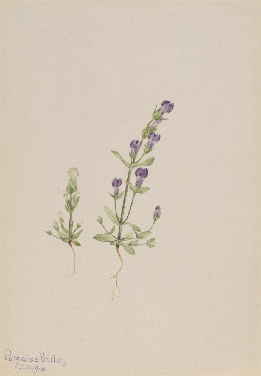 Gentiana propingua, 1916 od Mary Vaux Walcott
