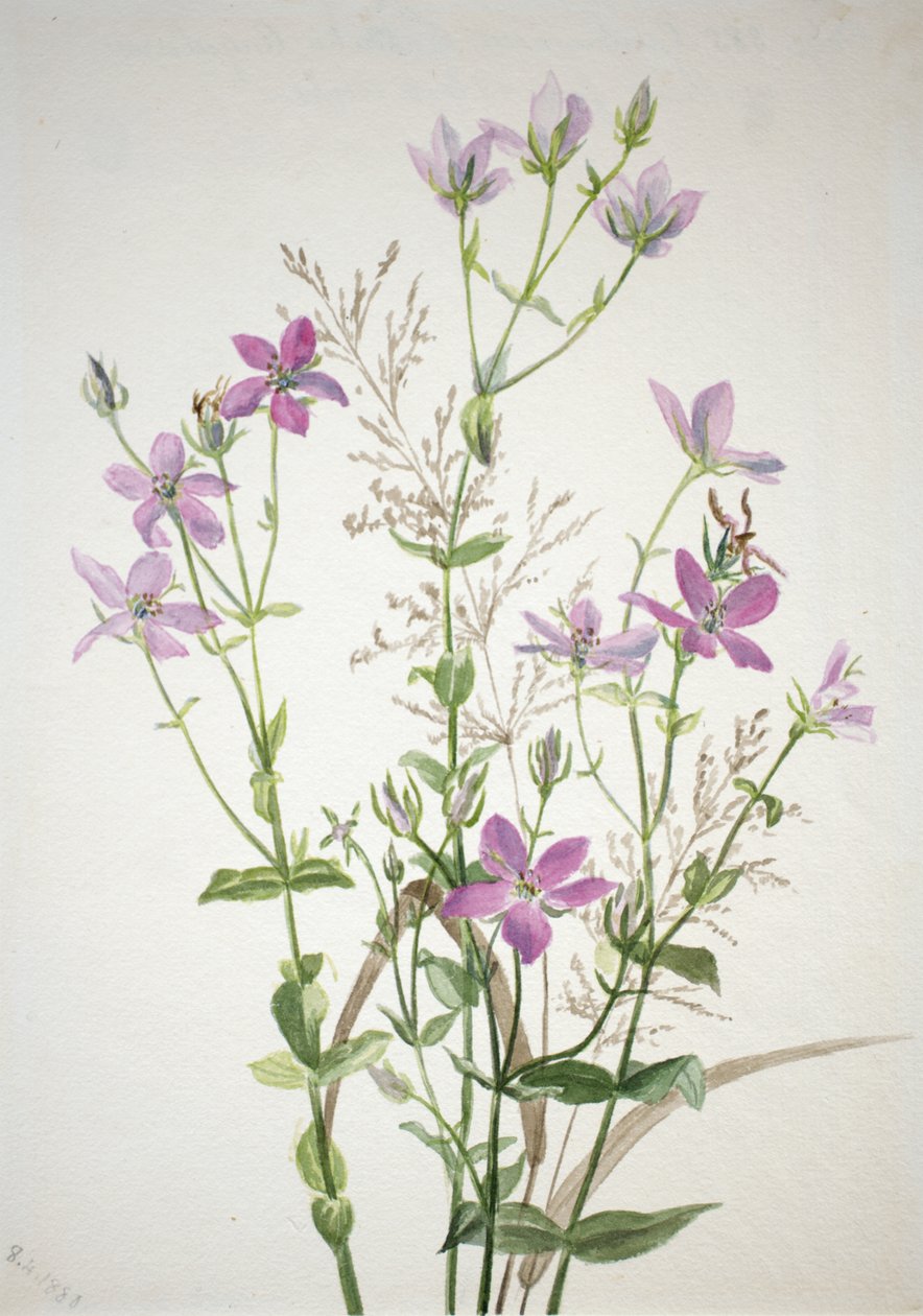 Gentianacease sabbalia angularis, 1880. od Mary Vaux Walcott