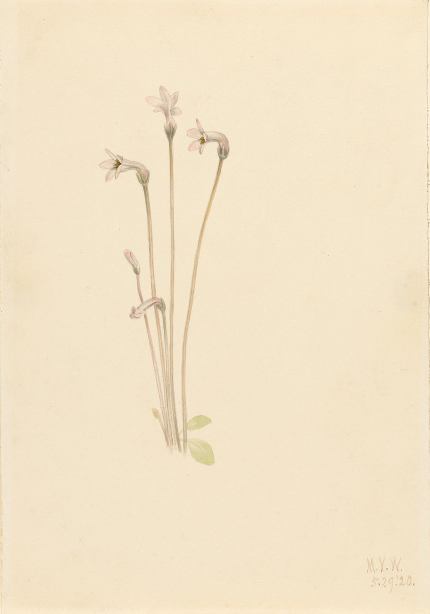 Ghostpipe (Thalesia uniflora) od Mary Vaux Walcott
