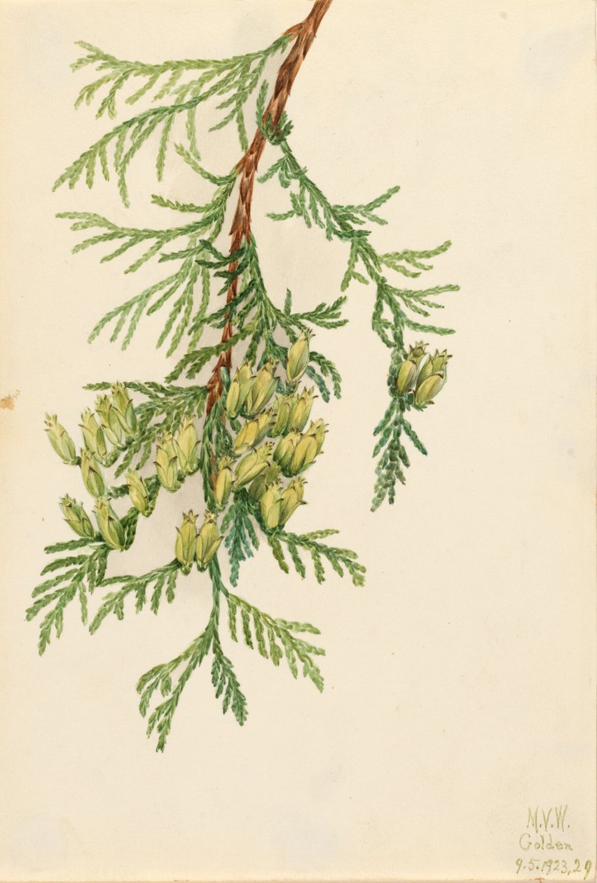 Giant Arborvitae Thuja plicata, 1923 od Mary Vaux Walcott
