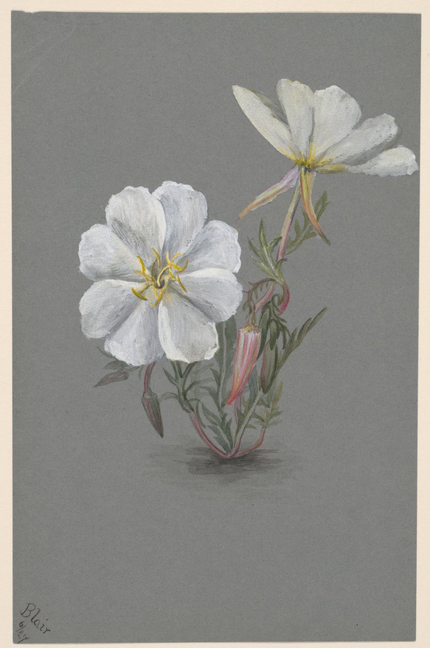 Čemeřice obrovská Epipactis gigantea, ca. 1880. od Mary Vaux Walcott