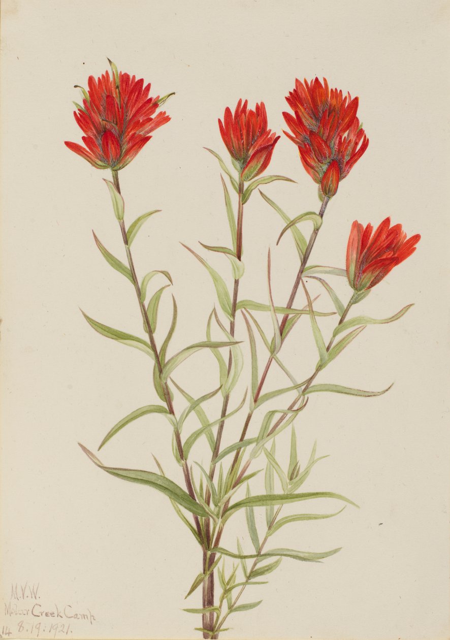 Obří červený štětec (Castilleja miniata) od Mary Vaux Walcott