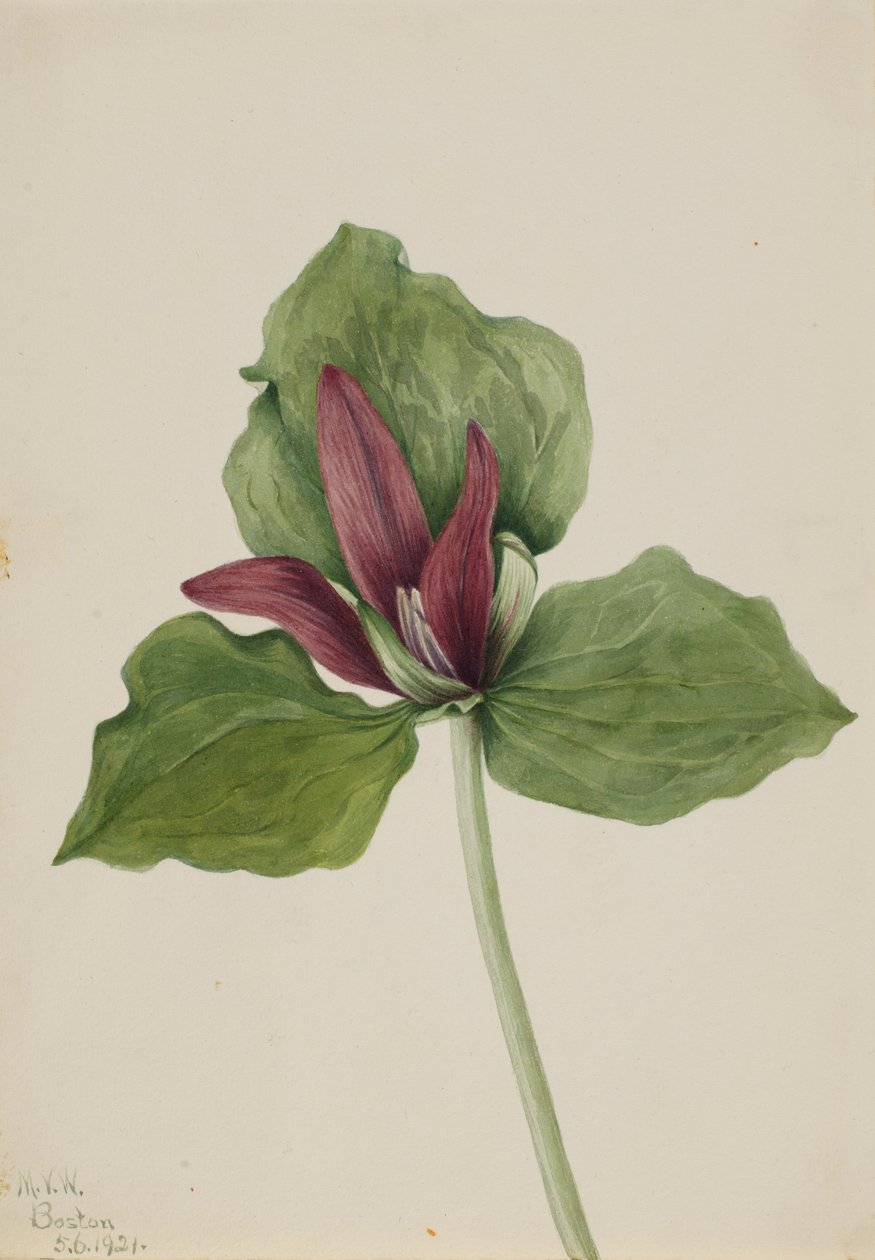 Trillium obrovské (Trillium chloropetalum) od Mary Vaux Walcott