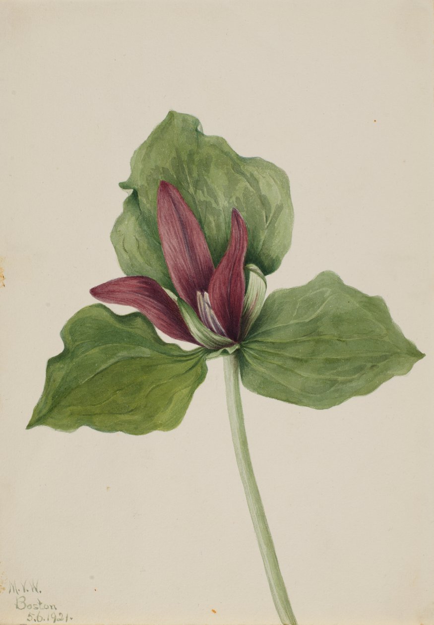 Giant Trillium Trillium chloropetalum, 1921. od Mary Vaux Walcott