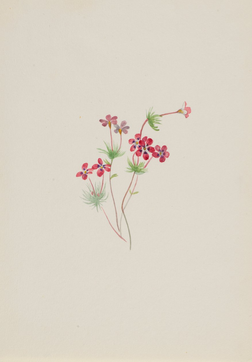 Gilia linanthus parviflorus od Mary Vaux Walcott