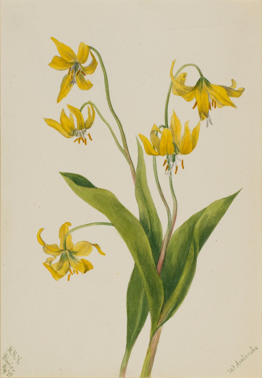 Ledovec velkokvětý (Erythronium grandiflorum) od Mary Vaux Walcott