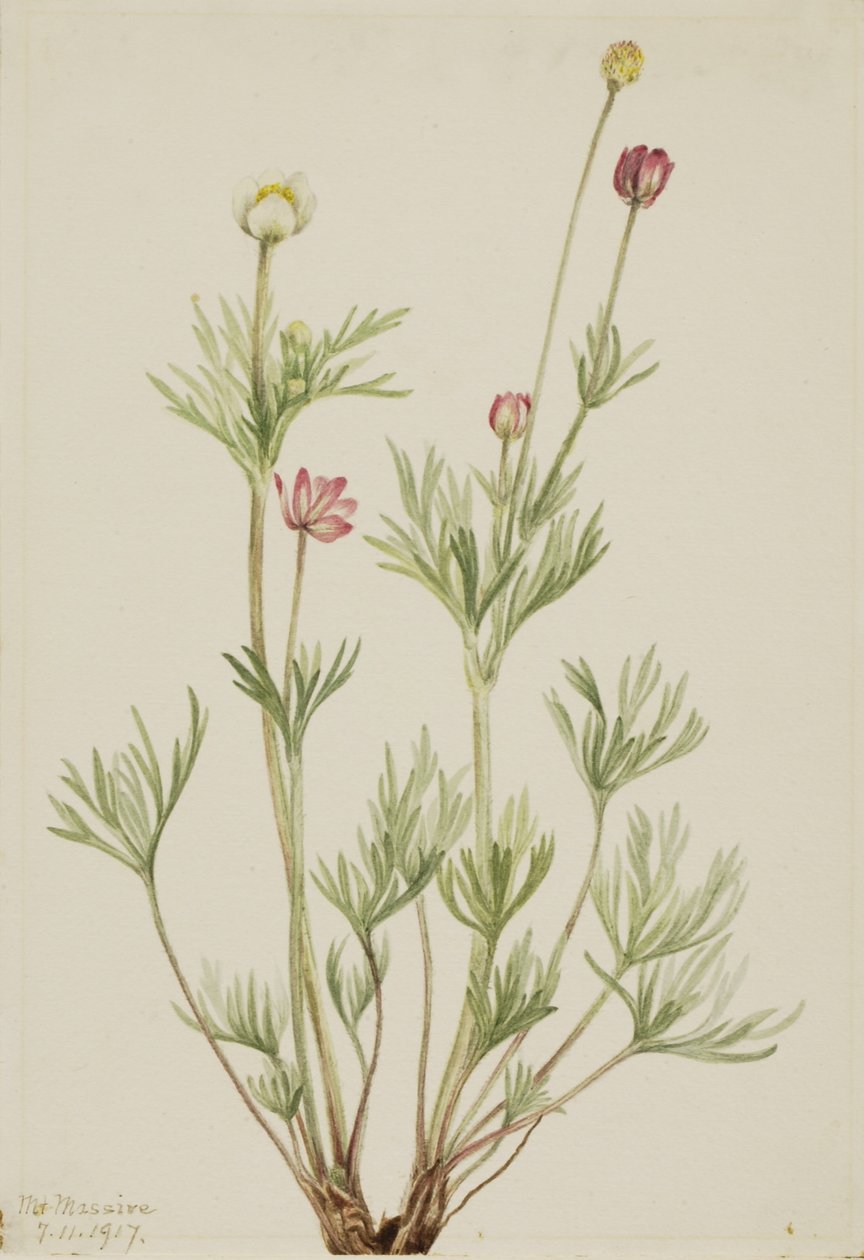 Sasanka kulovitá (Anemone globosa) od Mary Vaux Walcott