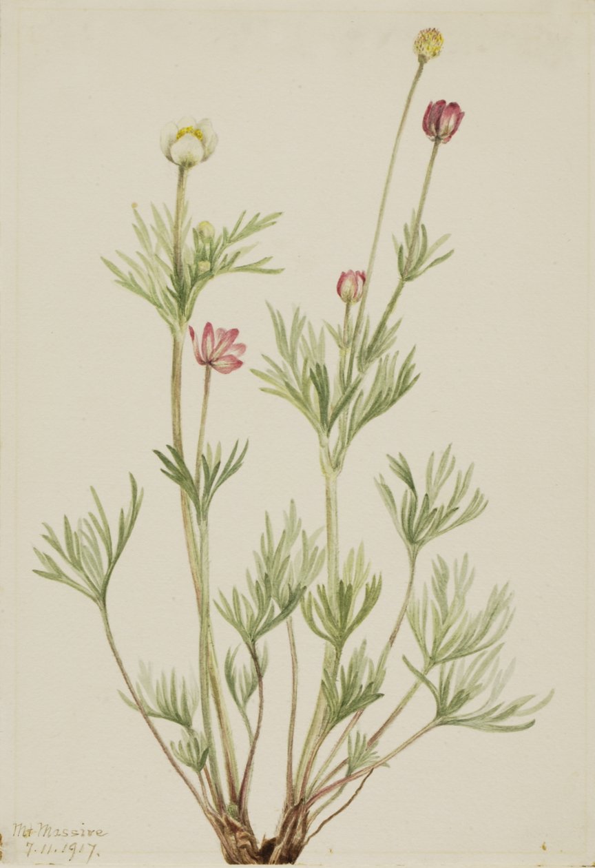Globe Anemone Anemone globosa, 1917. od Mary Vaux Walcott