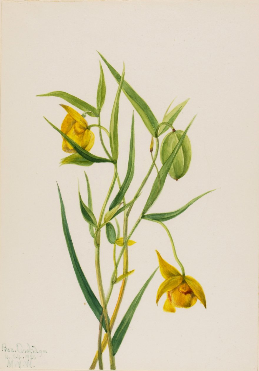 Lucerna zlaté víly Calochortus amabilis, 1936. od Mary Vaux Walcott