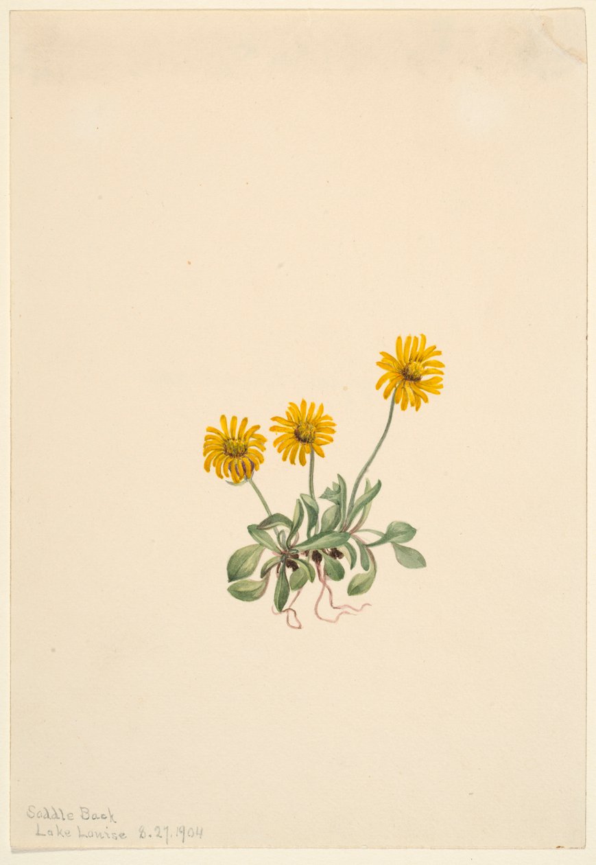 Blešník zlatý (Erigeron aureus) od Mary Vaux Walcott