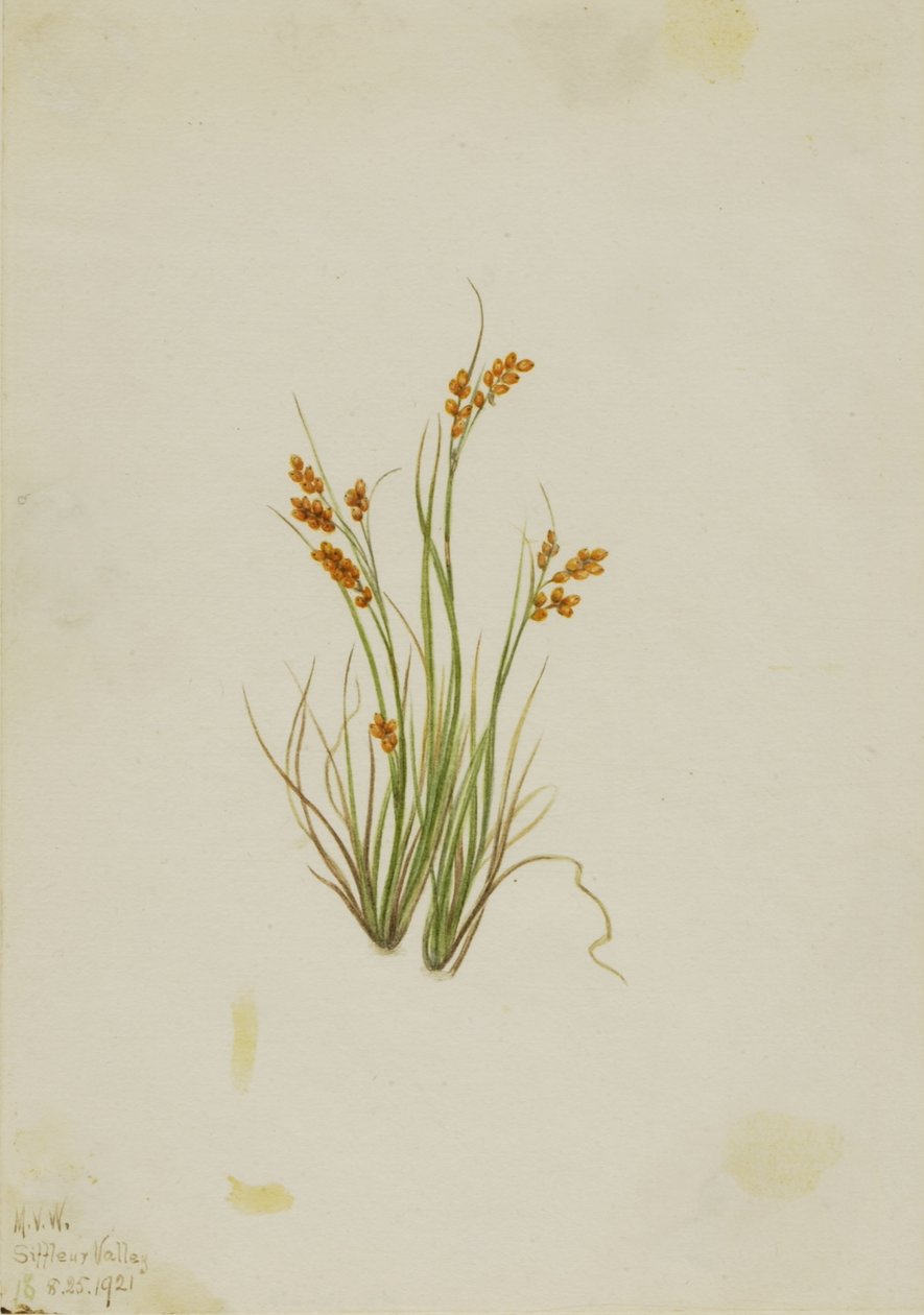Ostřice zlatá (Carex aurea) od Mary Vaux Walcott