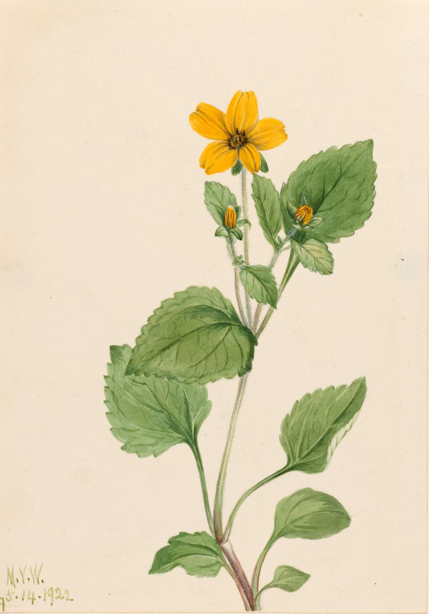 Zlatá hvězda (Chrysogonum virginianum) od Mary Vaux Walcott