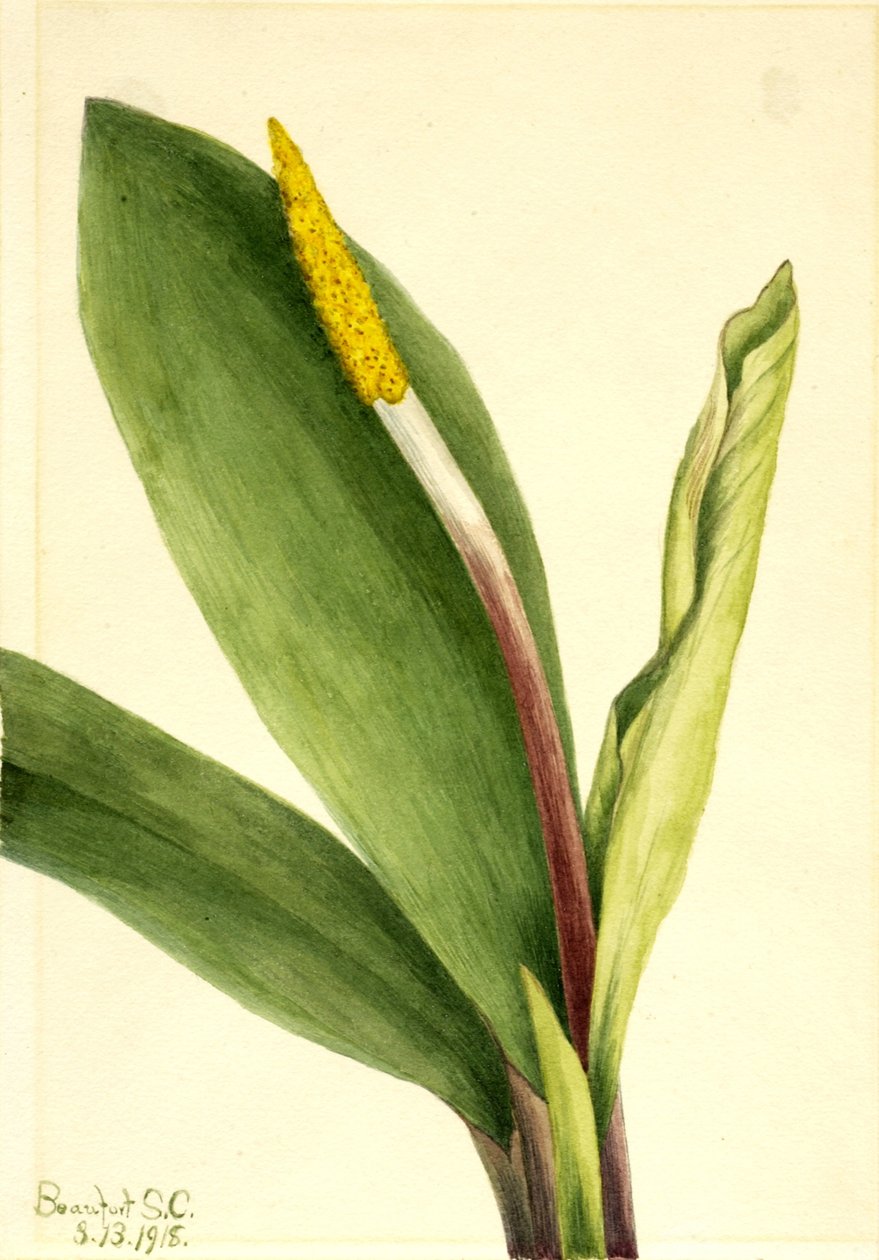 Goldenclub (Orontium aquaticum) od Mary Vaux Walcott
