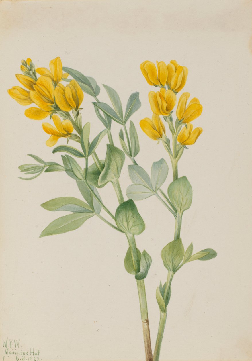 Hrách zlatý (Thermopsis rhombifolia) od Mary Vaux Walcott
