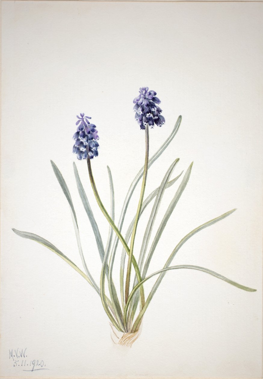 Hyacint hroznový (Muscari racemosum) od Mary Vaux Walcott
