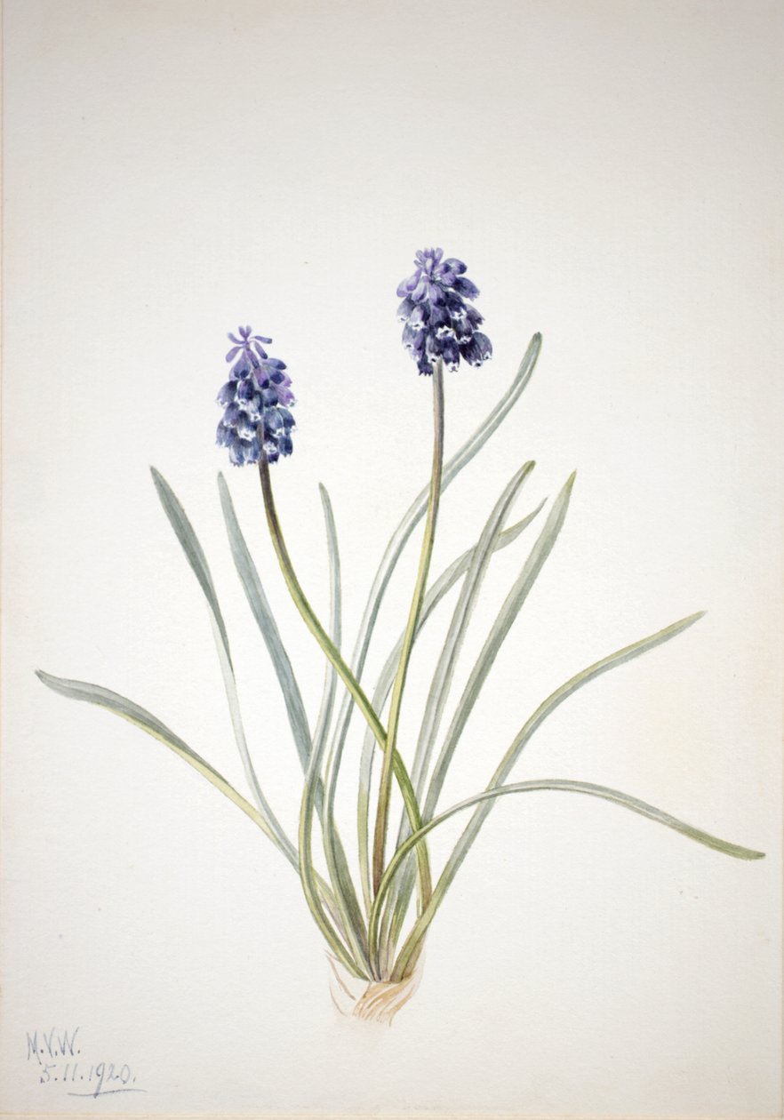 Hroznový hyacint Muscari racemosum, 1920 od Mary Vaux Walcott