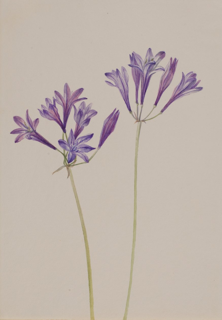 Ořech travní Brodiaea laxa, 1933. od Mary Vaux Walcott