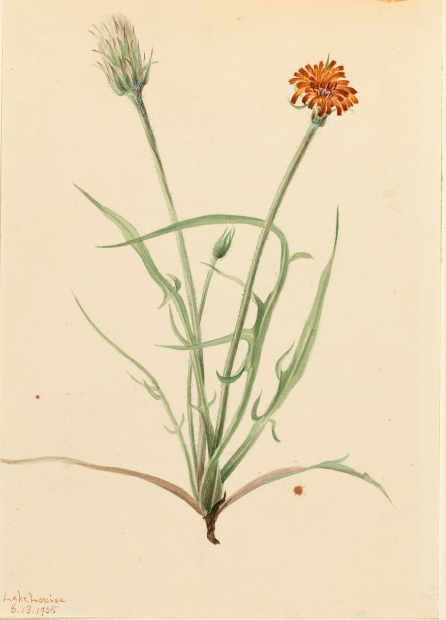 Agoseris graminifolia (Agoseris graminifolia) od Mary Vaux Walcott
