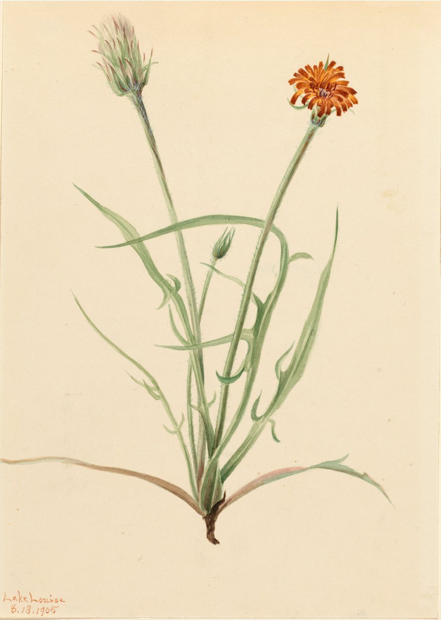 Agoseris travní Agoseris graminifolia, 1905 od Mary Vaux Walcott