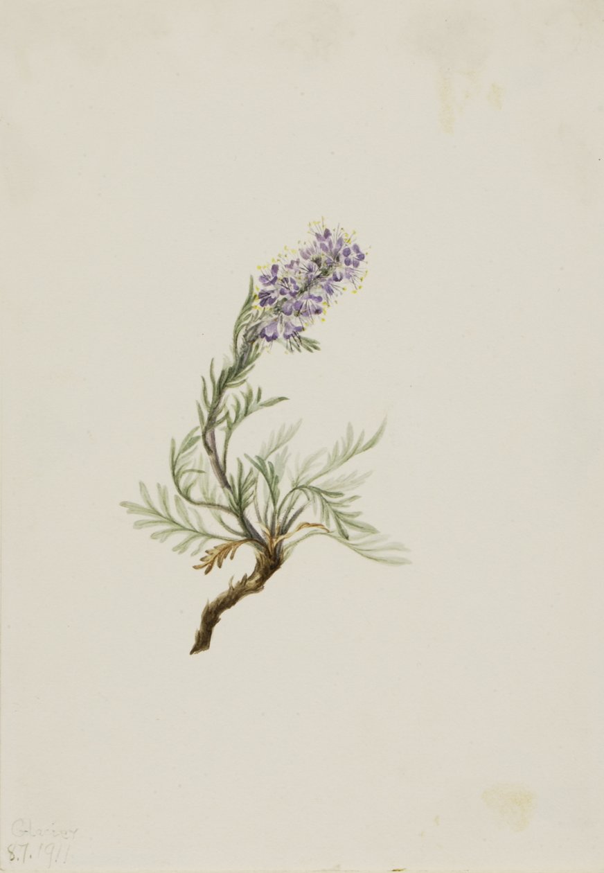 Gray Phacelia Phacelia sericea Gray, 1911 od Mary Vaux Walcott