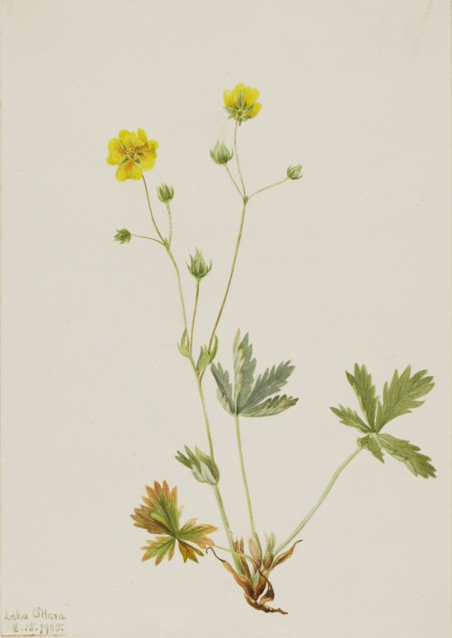 Mochna šedavá (Potentilla glaucophylla) od Mary Vaux Walcott