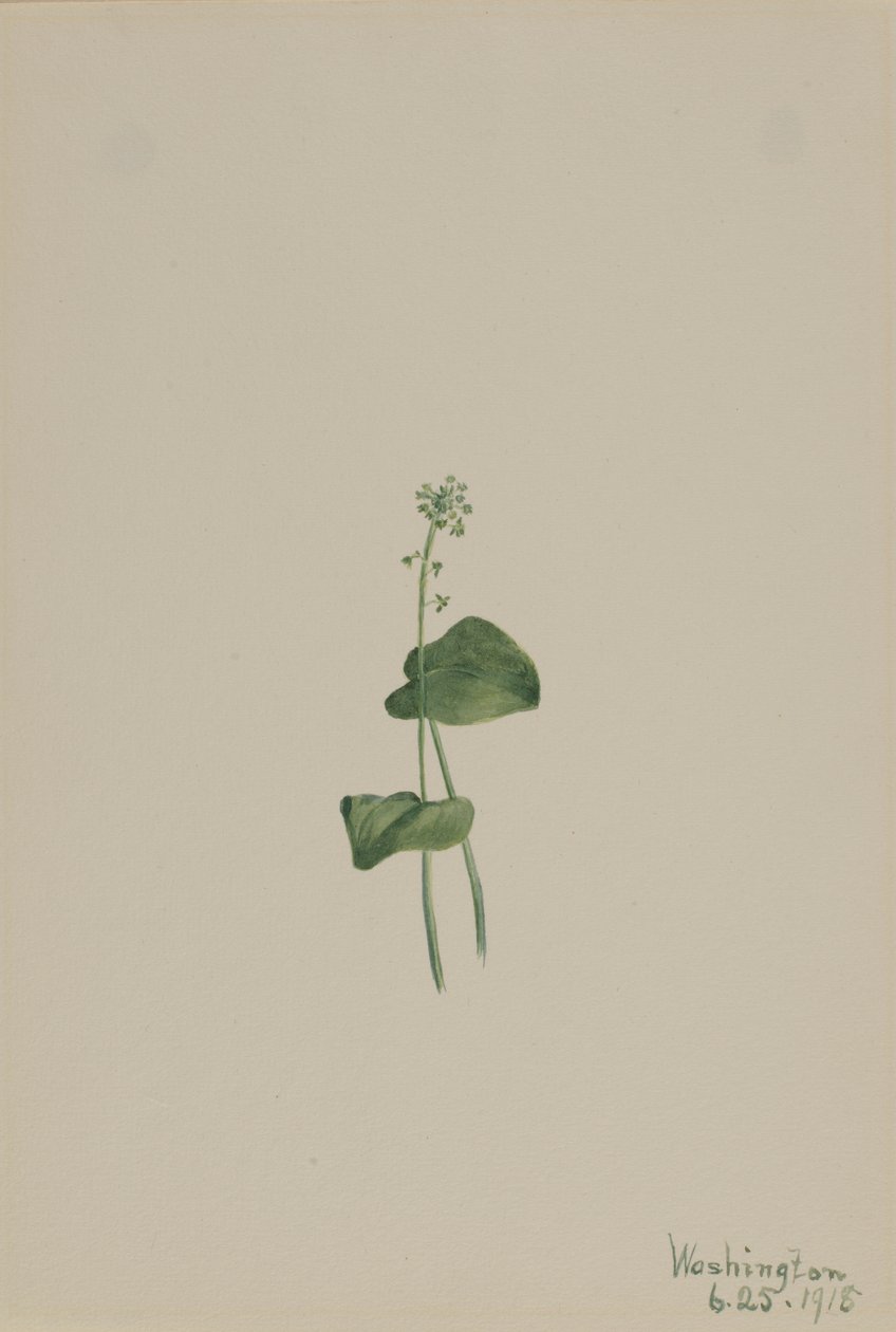 Zmijovec zelený (Malaxis unifolia) od Mary Vaux Walcott