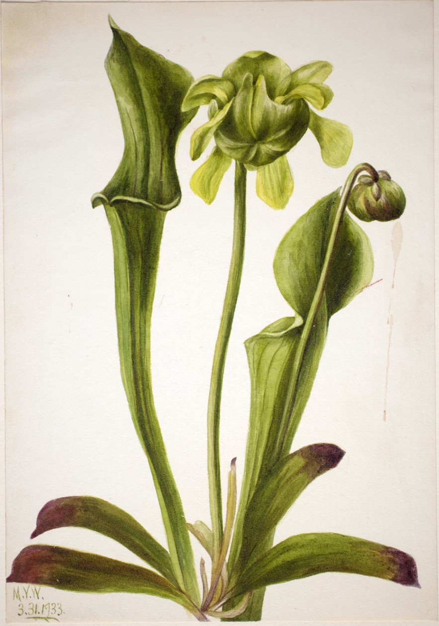 Zelená džbánkovitá rostlina (Sarracenia orephila) od Mary Vaux Walcott