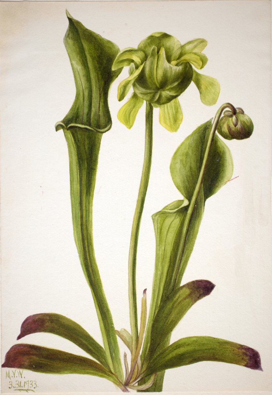 Zelený džbán Sarracenia orephila, 1933. od Mary Vaux Walcott