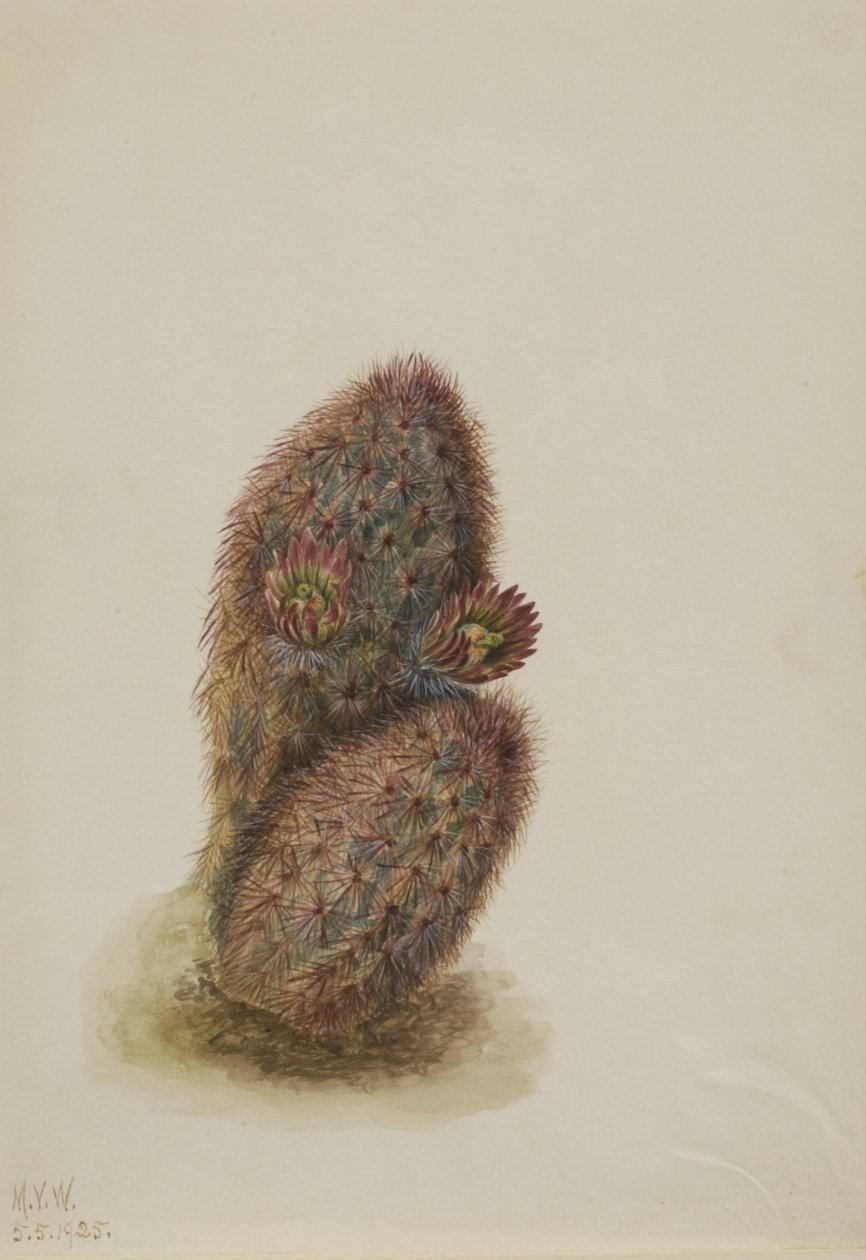 Zelený jahodový kaktus (Echinocereus viridiflorus) od Mary Vaux Walcott