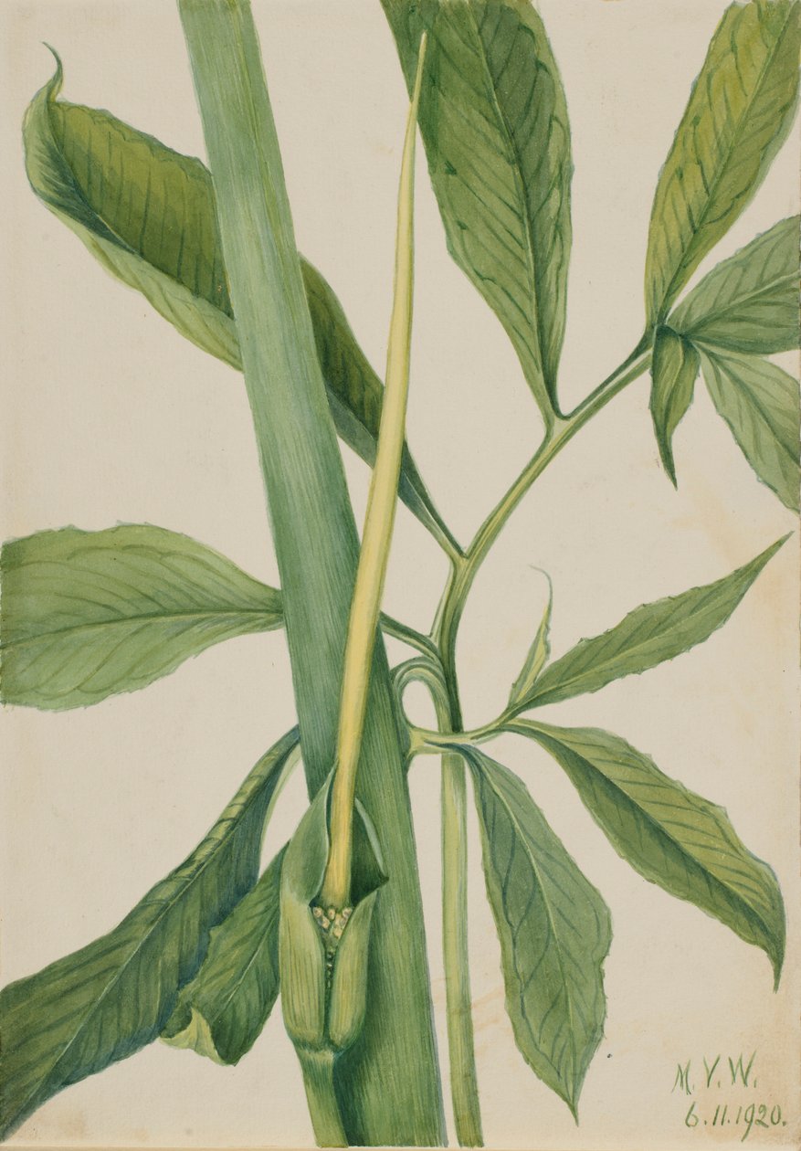 Zelený dráček (Arisaema dracontium) od Mary Vaux Walcott