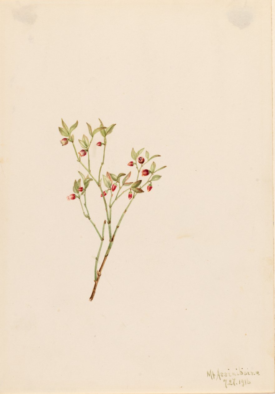 Tetřev hlušec (Vaccinum scoparium) od Mary Vaux Walcott